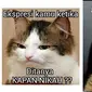 6 Meme Gambar Kucing Ini Bikin Ketawa Lepas, Ubah Sedih Jadi Senyum (IG/memekucing.id imgflip.com)