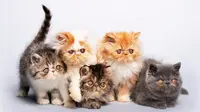 Ilustrasi kucing persia | hewany.com