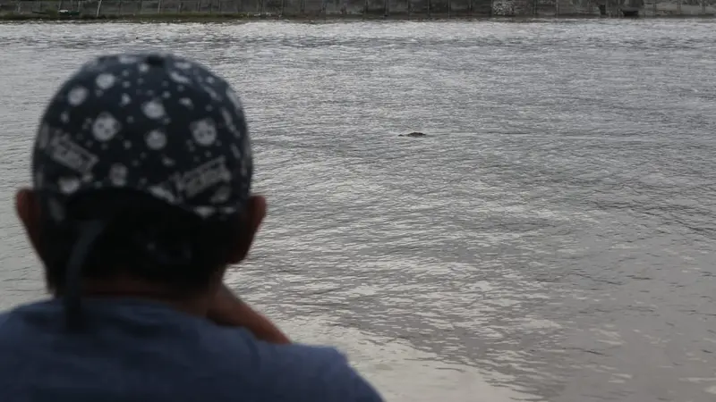 Petugas BKSDA Sulteng sedang mengecek kondisi perangkap di Sungai Palu, Jumat (28/2/2020). (Foto: Liputan6.com/Heri Susanto)