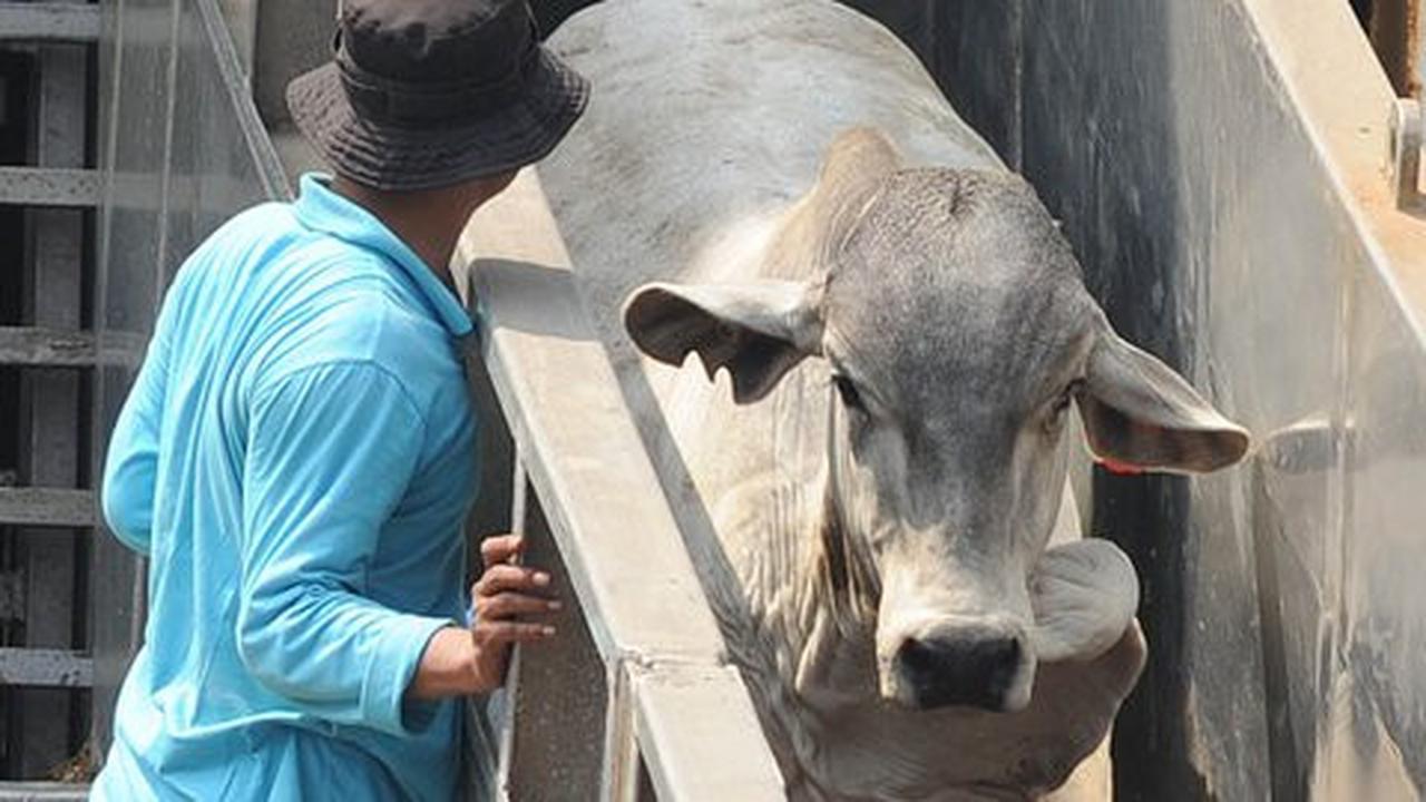 Lawan mafia, Mendag Thomas Lembong siap impor 300.000 ekor sapi