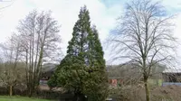 Pohon Cemara Setinggi 12 Meter Lebih (SWNS.Com) 