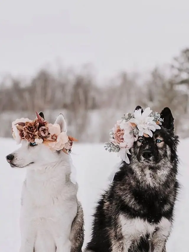 Bikin Tambah Imut, Berikut 10 Potret Hewan dengan Flower Crown