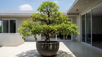 10 Jenis Tanaman Buah Hias Ditanam di Pot, Solusi Mempercantik Rumah Minimalis dan Panen Buah Segar