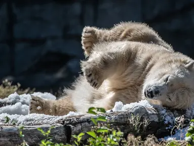Beruang kutub Tonja mandi es yang disiapkan penjaga kandang Kebun Binatang Tierpark saat gelombang panas melanda Eropa, Berlin, Jerman, Selasa (7/8). (Paul Zinken/dpa/AFP)