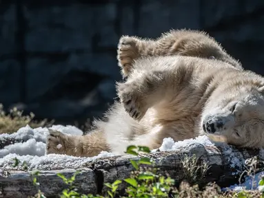 Beruang kutub Tonja mandi es yang disiapkan penjaga kandang Kebun Binatang Tierpark saat gelombang panas melanda Eropa, Berlin, Jerman, Selasa (7/8). (Paul Zinken/dpa/AFP)