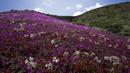 Bunga-bunga yang bermekaran menutupi gurun Atacama dekat Copiapo, Chili, Selasa, 4 Oktober 2022. Fenomena ini biasanya hanya terjadi setiap lima hingga tujuh tahun ketika hujan lebat yang jarang menyebabkan bunga bermekaran. (AP Photo/Matias Basualdo)