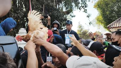 Demo Harga Pakan Mencekik, Peternak Bagikan 1.200 Ayam di Malioboro