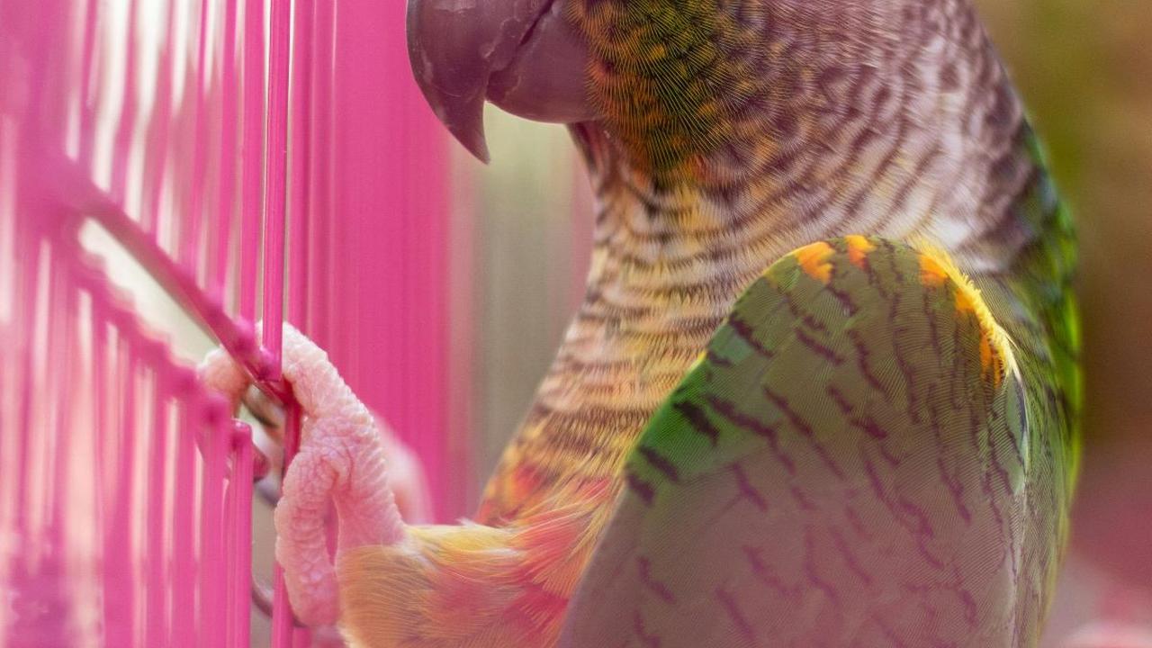 <b>Burung Beo Neotropis</b>