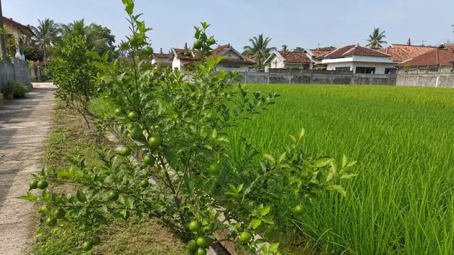 Pohon Buah yang Tidak Mengganggu Pertumbuhan Padi di Sawah (AI)