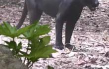 Masih dapat Ditemui walau Mulai Langka, Begini Kehidupan Satwa Macan di Hutan Blora