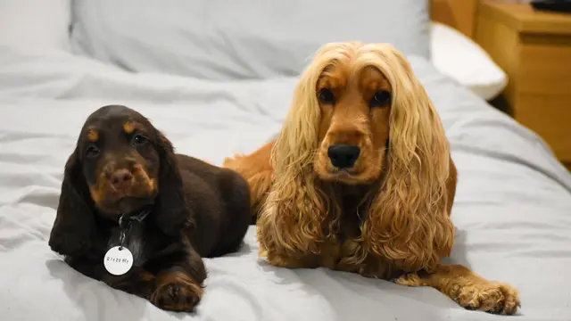 Punya Rambut Panjang Seperti Manusia, Anjing Ini Sering Dikira Pakai Wig