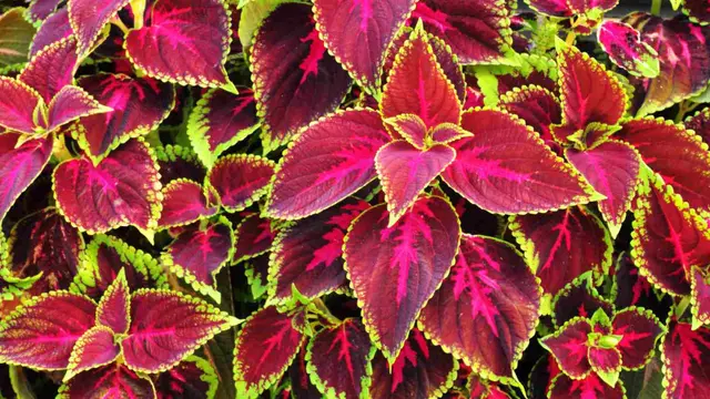 Tanaman Coleus.