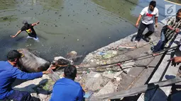 Petugas pemadam kebakaran bersama warga mengevakuasi seekor sapi yang tercebur ke Kali Mberok, Kota Semarang, Sabtu (10/8/2019). Sebelum tercebut ke sungai, sapi hendak diserahkan ke musala tersebut sempat menabrak sejumlah motor warga. (Lipuan6.com/Gholib)