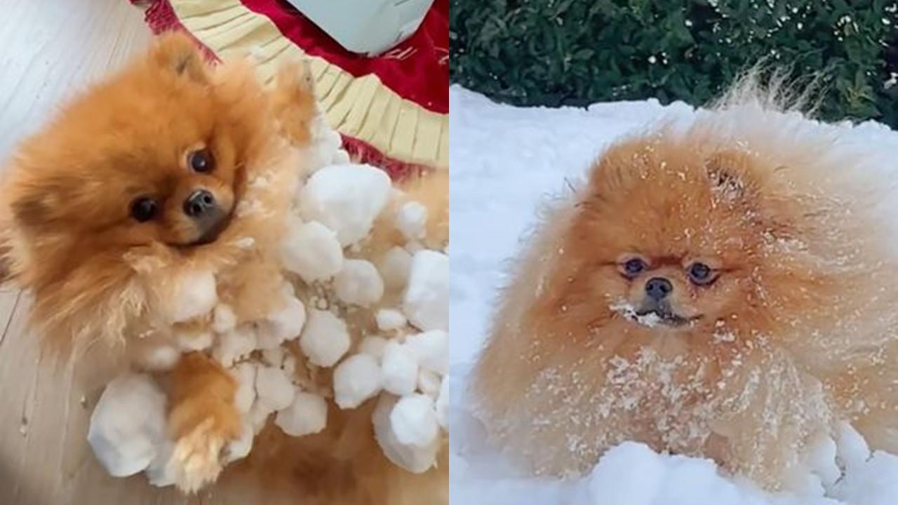 Anjing Jadi Bola Salju