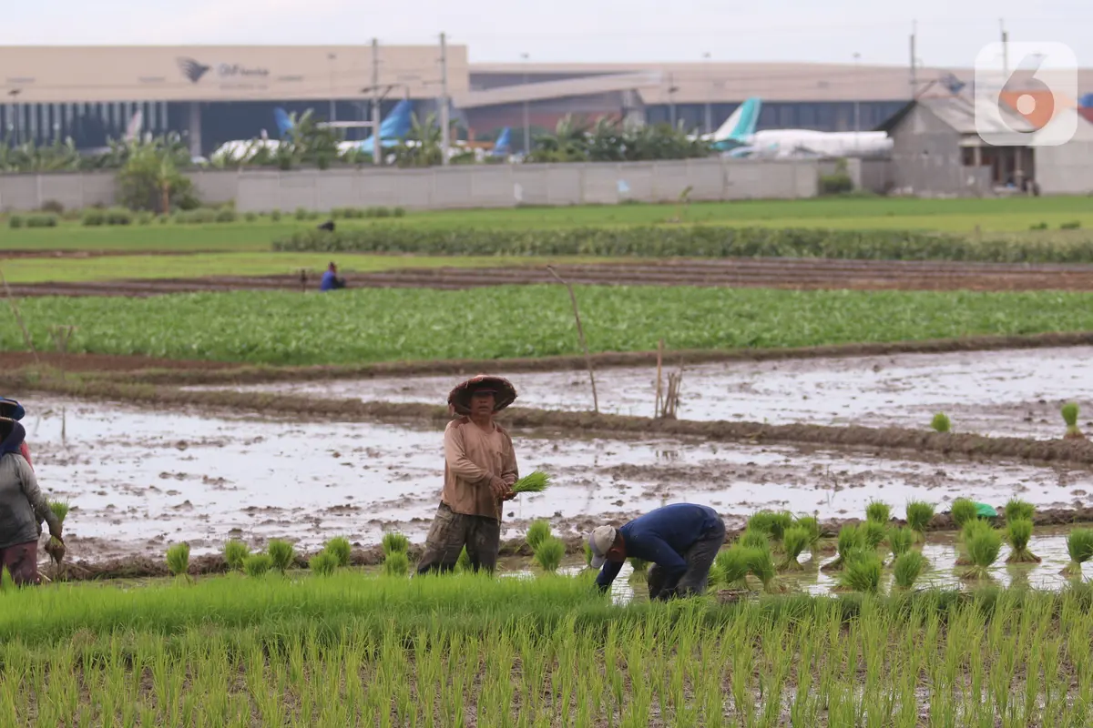 Kementan Targetkan 8,2 Juta Hektare Sawah untuk 20 Juta Ton Beras