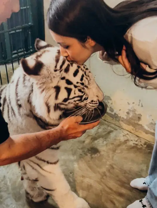Nah, yang paling ditunggu-tunggu ialah kesempatannya dalam bertemu dengan Selen. Sudah sejak bulan Maret lalu, Angie ingin sekali bertemu dengan harimau putih ini. Saat bertemu, ia pun langsung mencium kepala selen dan memeluknya. Meski tidak berapa lama, Selen bereaksi dan membuat Angie takut. (Liputan6.com/IG/@angiemstwn)