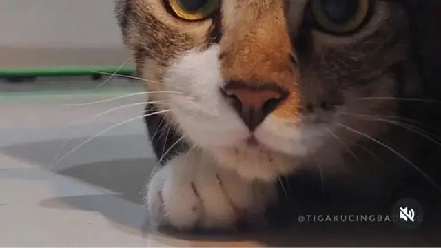 Kucing Abu-Abu