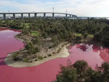 Sebuah danau di Melbourne, Australia telah berubah warna menjadi pink pada foto yang dirilis pada 9 Maret 2017. Perubahan warna danau tersebut dikarenakan tingginya suhu dan rendahnya curah hujan datang ke kawasan sana. (HANDOUT/PARKS VICTORIA/AFP)