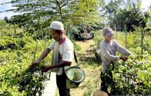 Cara Menanam Cabe: Panduan Lengkap Budidaya Cabai yang Sukses