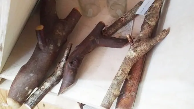 Photo: Copyright odittycentral.com