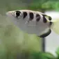 Ikan pemanah (archerfish) merupakan jenis ikan tropis yang menggunkan semprotan air bertekanan, untuk menembak mangsanya.