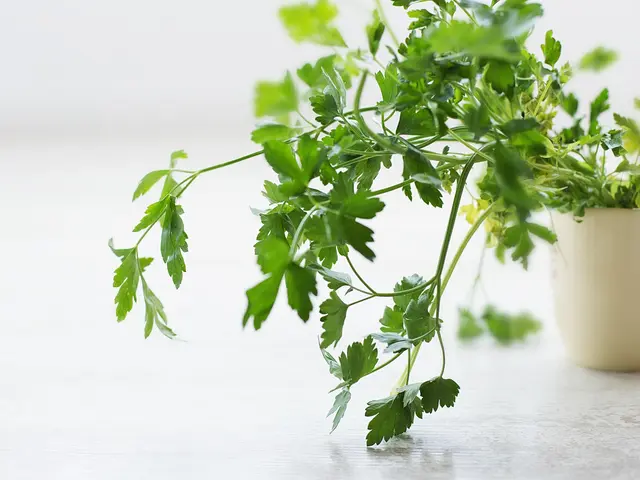 Apa Itu Cilantro Mengenal Daun Ketumbar Lebih Baik Lifestyle Fimela Com