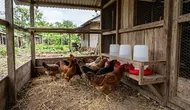 Cara Membuat Kandang Ayam Tetap Bersih, Kering, dan Tidak Gampang Bau