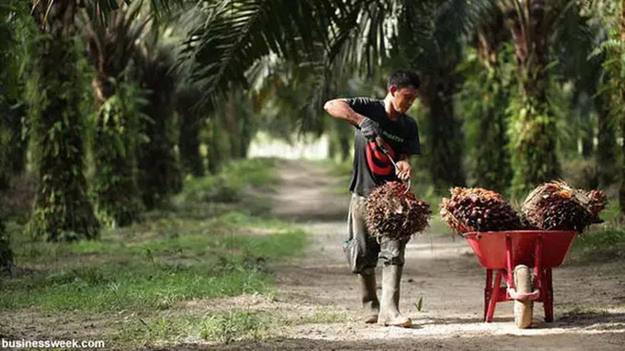 Indonesia Masih jadi Raja CPO Dunia