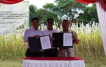 PTDI Perkuat Ketahanan Pangan Nasional Melalui Budidaya Sorgum di Jatigede Sumedang