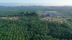 BWPT Siapkan Rp 37,29 Miliar untuk Lunasi Pokok Sukuk