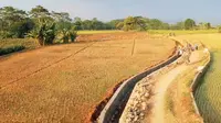 Fenomena El Nino Berdampak Buruk pada Pertanian, Ini Persiapan Petani di Jawa Tengah