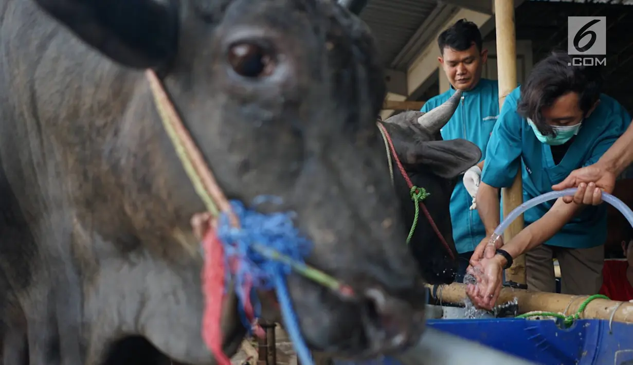 Petugas Dinas Peternakan dan Pertanian memeriksa gigi dan kesehatan sapi kurban di Mall Hewan Kurban H. Doni, Depok, Jawa Barat, Senin (29/7/2019). Pemeriksaan guna menjamin kelayakan dan kesehatan medis hewan kurban untuk dikonsumsi pada Idul Adha mendatang. (Liputan6.com/Immanuel Antonius)
