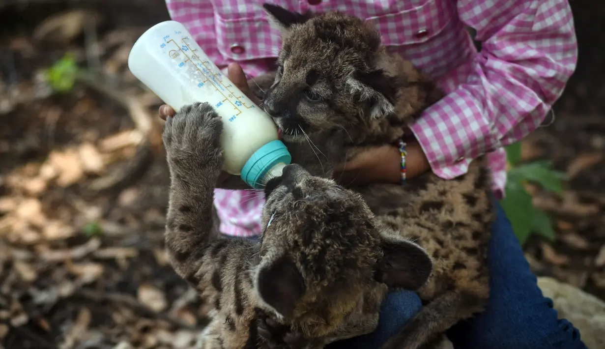 Dua anak puma Amerika (juga dikenal singa gunung atau cougar) yang dilahirkan selama pandemi covid-19 diberi makan di pusat penyelamatan dan rehabilitasi "Africa Bio-Zoo" di Cordoba, Meksiko pada 23 Mei 2020. Dua puma dengan bulu berbintik-bintik itu lahir pada 20 Maret 2020. (Victoria RAZO/AFP)