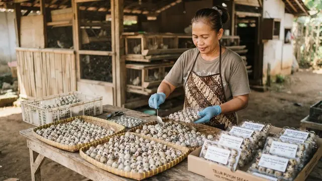 Strategi Panen dan Pemasaran Telur Puyuh
