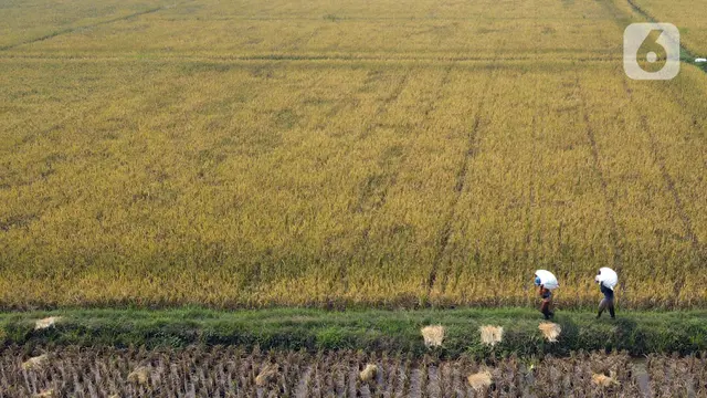FOTO: Intensitas Hujan Tinggi, Hasil Panen Padi Marunda Tidak Maksimal