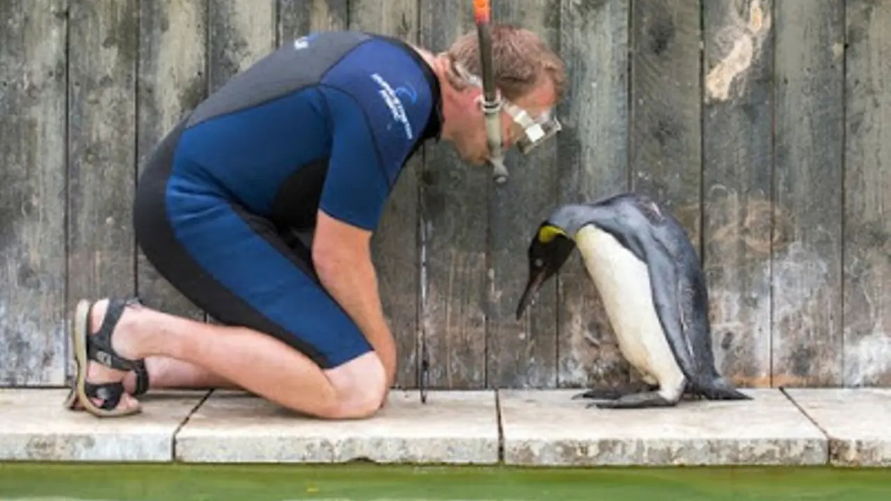 Lucu, Penguin Ini Takut Air dan Kebasahan, Kok Bisa?