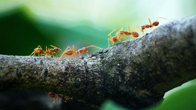 Ants