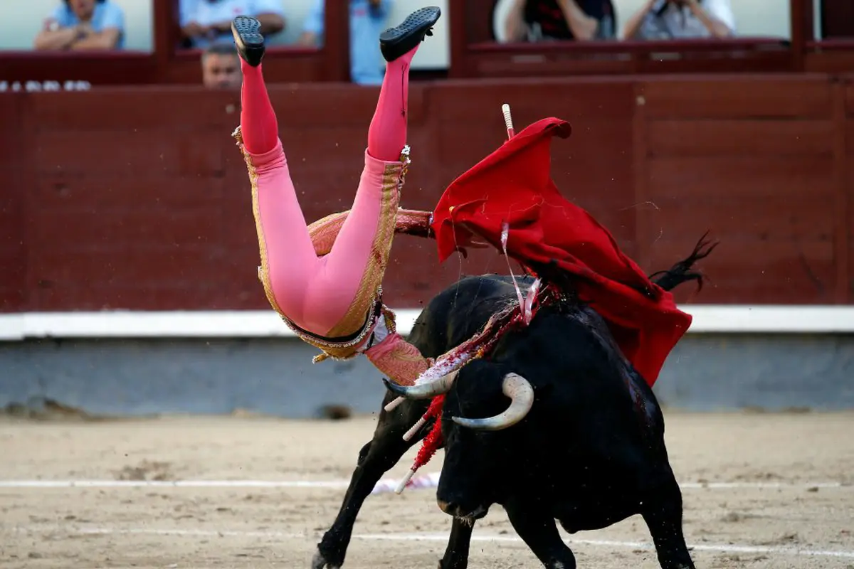 3 Kali Diseruduk Banteng, Matador Ini Terluka Parah