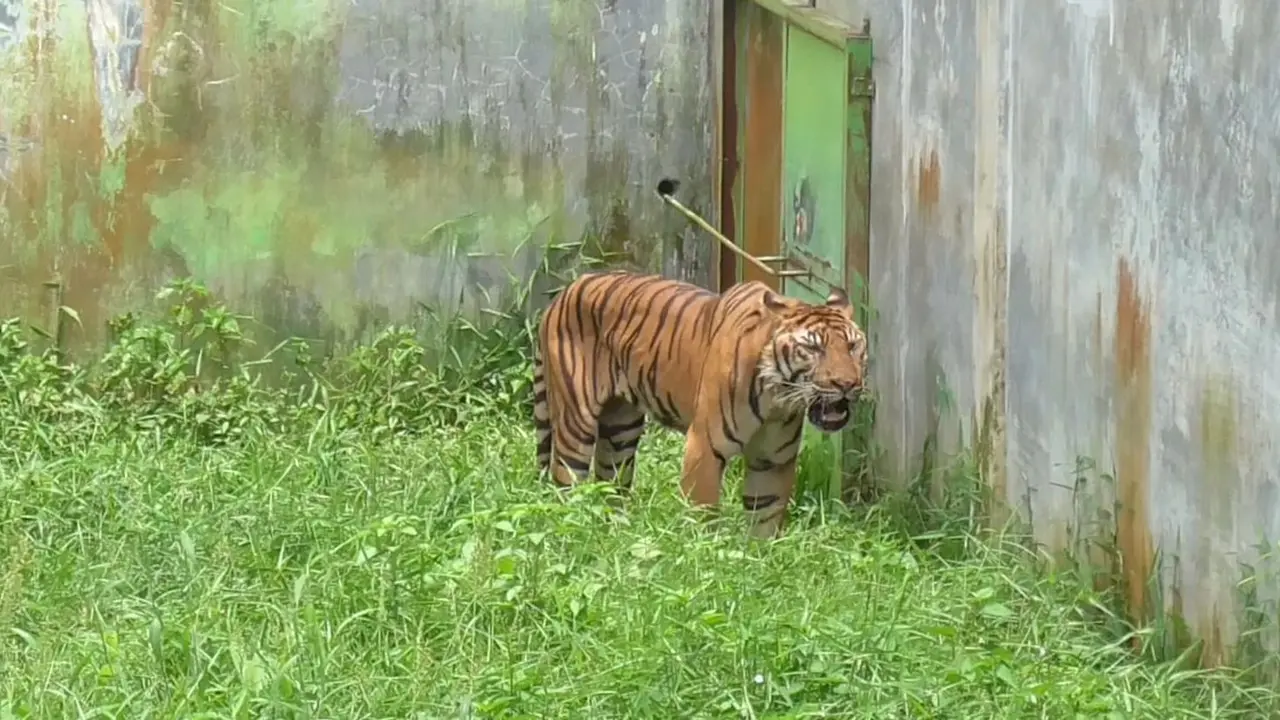 Harimau