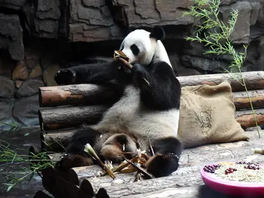 Panda raksasa Erxi menyantap bambu di sebuah ruangan berpendingin udara di Jinan Wildlife World, Jinan, Shandong, China, Minggu (14/6/2020). Jinan Wildlife World menyiapkan ruangan berpendingin udara dan es batu untuk menjaga Erxi tetap merasa sejuk seiring terus meningkatnya suhu. (Xinhua/Wang Kai)
