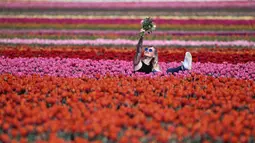 Seorang perempuan berpose untuk foto di ladang tulip dekat Grevenbroich, Jerman barat, pada 23 April 2021. Keberadaan hamparan bunga tulip dilahan seluas 100 hektare menjadi salah satu area budidaya bunga tulip yang terbesar di Jerman. (INA FASSBENDER / AFP)