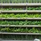 5 Cara Membuat Kebun Vertikal dari Talang Air Bekas, Solusi Berkebun di Lahan Sempit