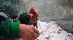 Seekor bayi panda dari hasil perkawinan campuran antara pasangan panda penangkaran dan panda liar di Provinsi Sichuan, Tiongkok barat daya, 31 Juli 2017. Bayi panda tersebut lahir dari seekor induk berusia 15 tahun bernama Cao Cao. (STR / AFP)