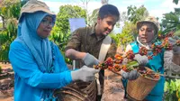 Proses pemetikan biji kopi di lahan kopi milik petani Masyito di Kabupaten Lahat Sumsel (Liputan6.com / Nefri Inge)