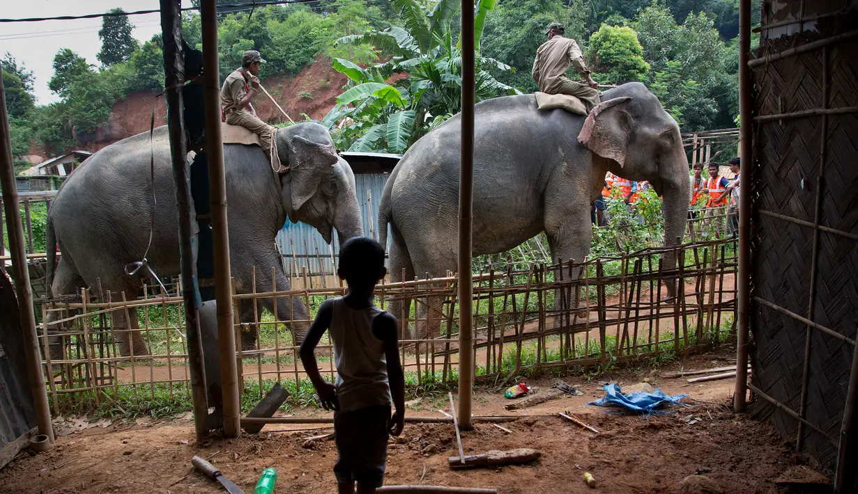 Seorang anak melihat dua ekor gajah melintas untuk melakukan penggusuran di Suaka Margasatwa Amchang di pinggiran Gauhati, India (25/8). (AP Photo/Anupam Nath)