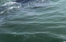 VIDEO: Penampakan Dua Hiu Paus Tutul di Laut Jakarta