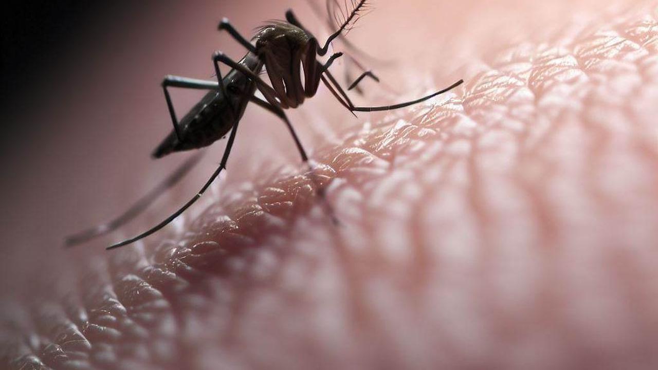 Nyamuk Aedes