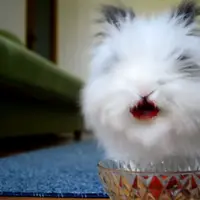 Makan stroberi dan ceri, anak kelinci ini seperti sedang makan anak bayi.