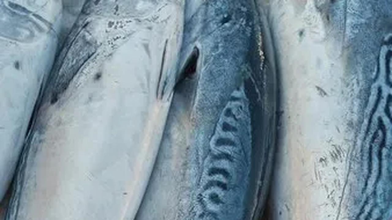 Pemilihan jenis ikan dan cara pengolahan yang tepat menjadi kunci untuk memaksimalkan manfaat kesehatan yang diberikan oleh ikan.