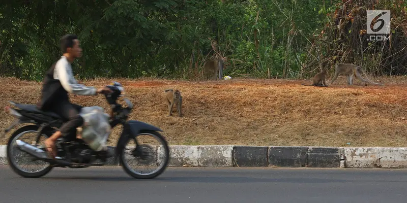 Cari Makanan, Kawanan Monyet Berkeliaran di Jalanan Pantai Indah Kapuk